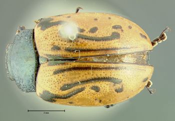 Media type: image;   Entomology 22200 Aspect: habitus dorsal view